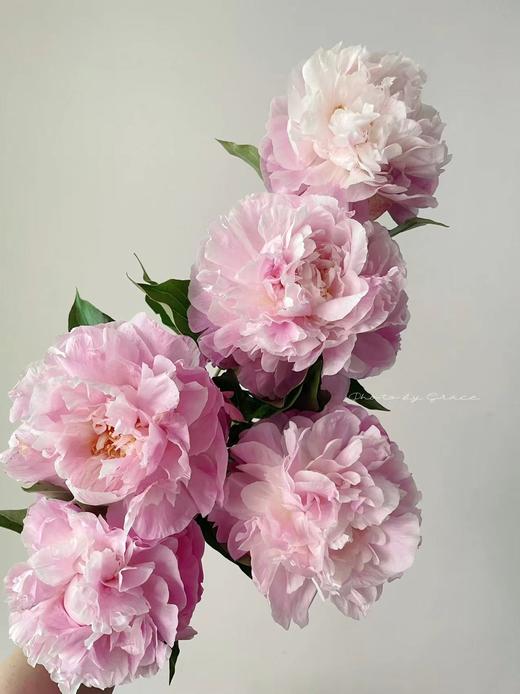新娘出浴精品芍药花5支 商品图2