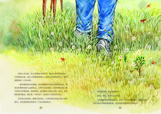 大自然的邀请函（精装套装全5册 山林史诗+小木屋的昼与夜+我和树的一年+想念虫子和草+鸟兽为伴儿） 商品图1