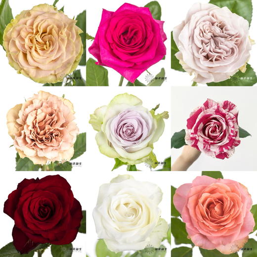 丽江基地 | 随机品种（图片仅供参考） 商品图0