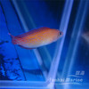红点草莓 公 商品缩略图2