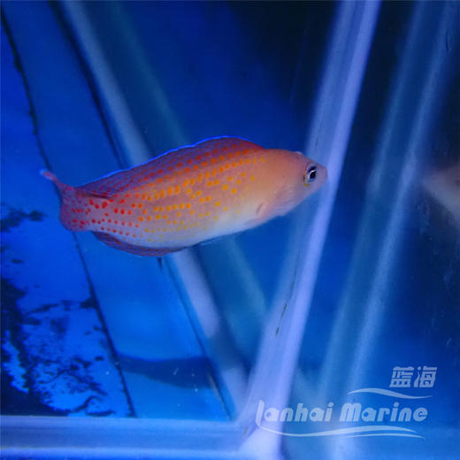 红点草莓 公 商品图2