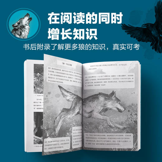 奇迹小狼 商品图5