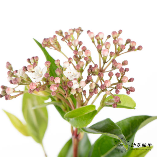 配花 ｜ 荚米花 商品图1