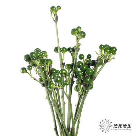 配果 | 小辣椒绿色 商品图3