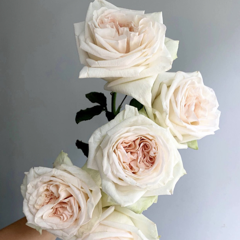 国产玫瑰-【白荔枝】