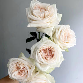 国产玫瑰-【白荔枝】