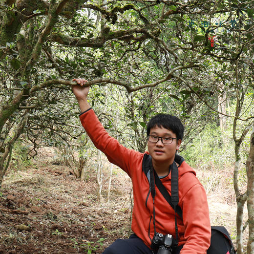 雨林生态茶/茶叶——生普（2020-2023年）（成都仓库-顺丰快递） | 多种规格，来自云南普洱，生产者：张雄【合作生产，公平贸易】 商品图11