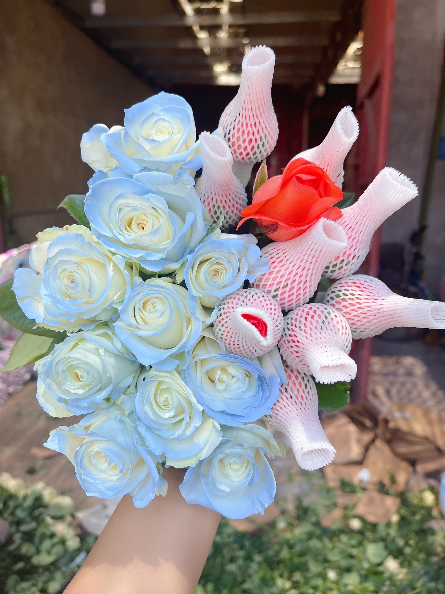 碎冰蓝10支影星玫瑰10支顺丰冷链包邮