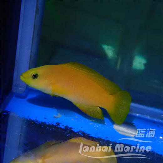 黄草莓 商品图6
