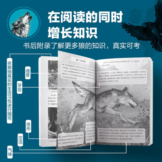 奇迹小狼 商品图4