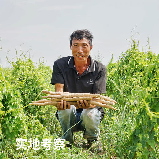 【非遗怀山药】张宝山古法山药粉 山药世家 好食材养好胃 袋装山药粉 方便携带 益生菌山药粉 商品图12