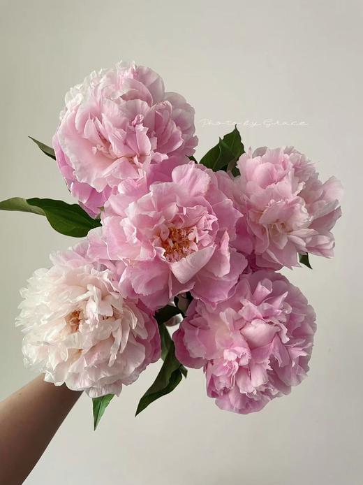 新娘出浴精品芍药花5支 商品图0