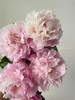 新娘出浴精品芍药花5支 商品缩略图1