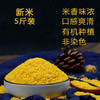 玉米兄弟5斤晋谷21号黄小米有机种植新米香糯小米粥米脂养胃粗粮 商品缩略图1