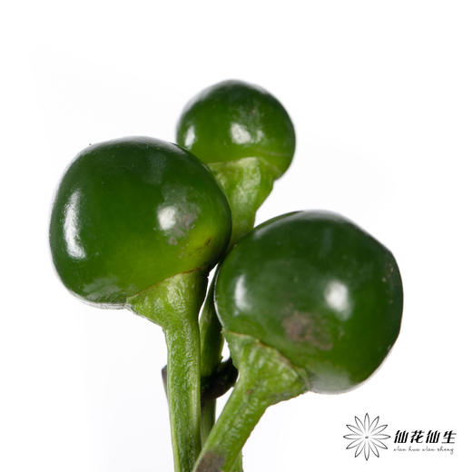 配果 | 小辣椒绿色 商品图0