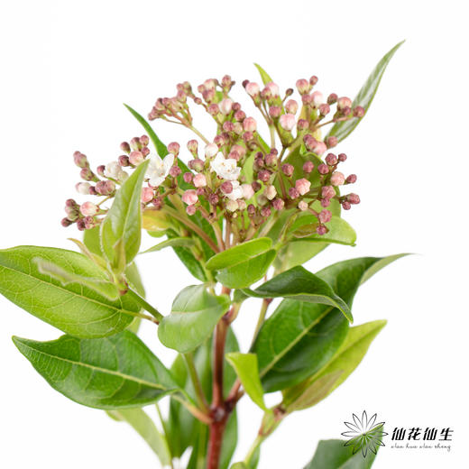 配花 ｜ 荚米花 商品图2