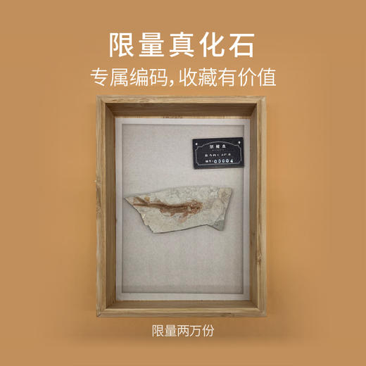科普文创 | 绝版化石盲盒·白垩纪探险指南 商品图2