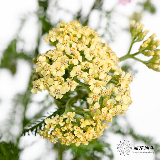 配花 | 咖喱 商品图0