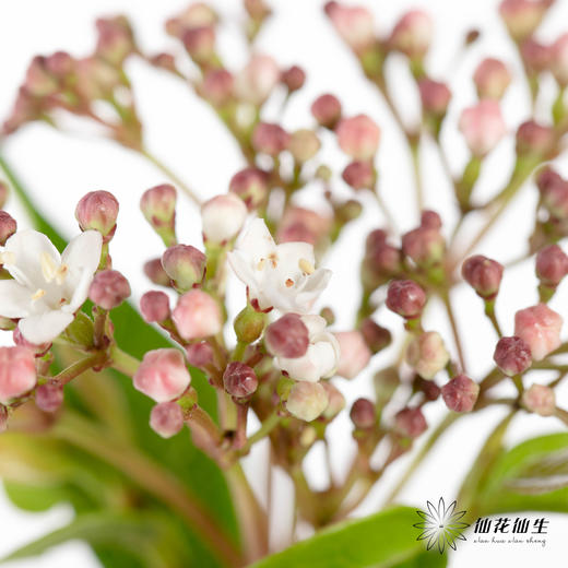 配花 ｜ 荚米花 商品图0