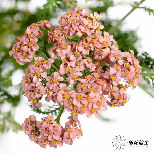 配花 | 咖喱 商品图2