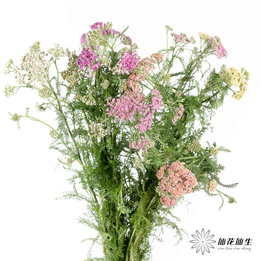 配花 | 咖喱 商品图5