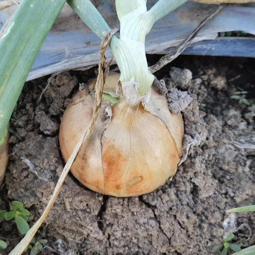 有机水果黄洋葱 商品图5