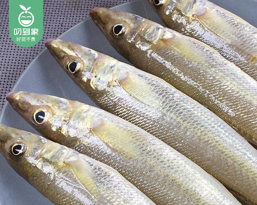 本港海捕大金梭鱼（冰鲜-杀完）/1份（8-12条，共350g-400g） 商品图1