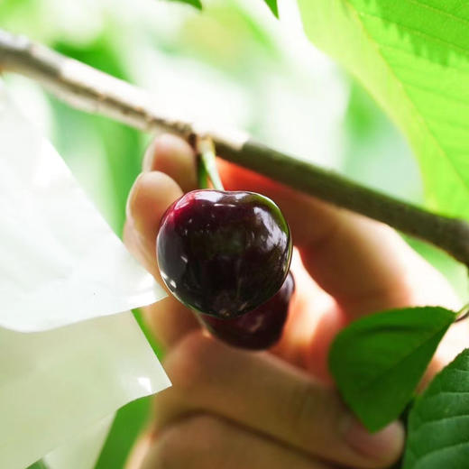 夏树®丨国产车厘子 2斤/盒（80-90颗） 商品图0