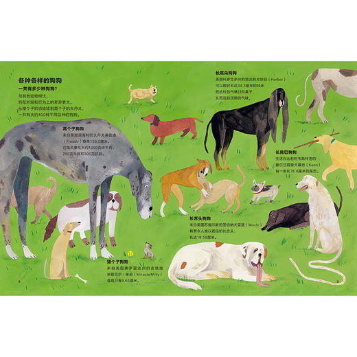 狗狗为什么闻屁屁?(聪明豆.人文科普绘本馆) 商品图1