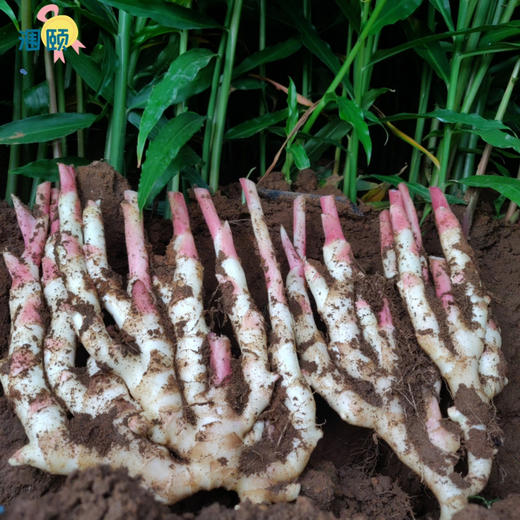 玉指香姜 北海嫩姜 头茬 商品图1