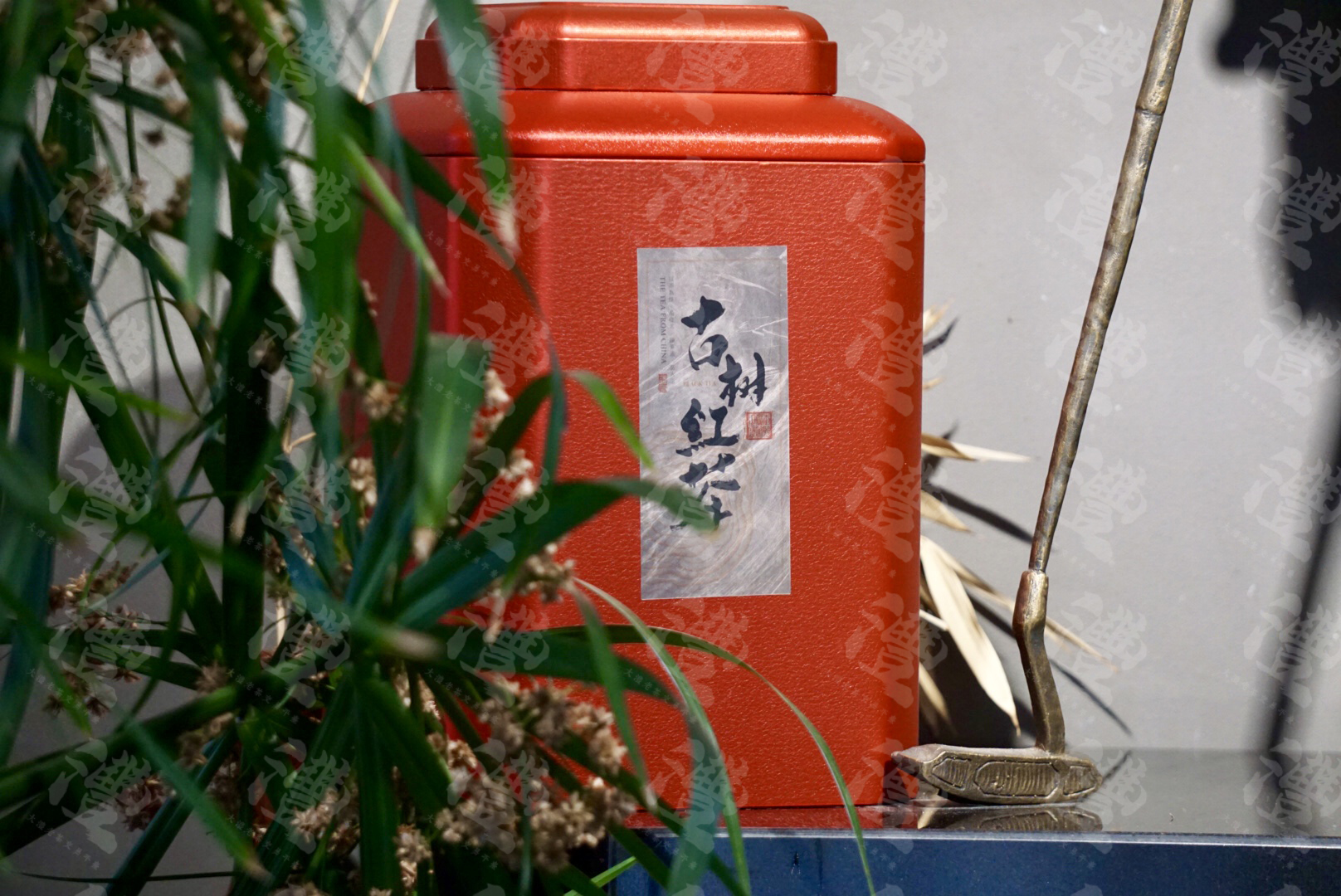 武夷野生正山小种 500克罐装