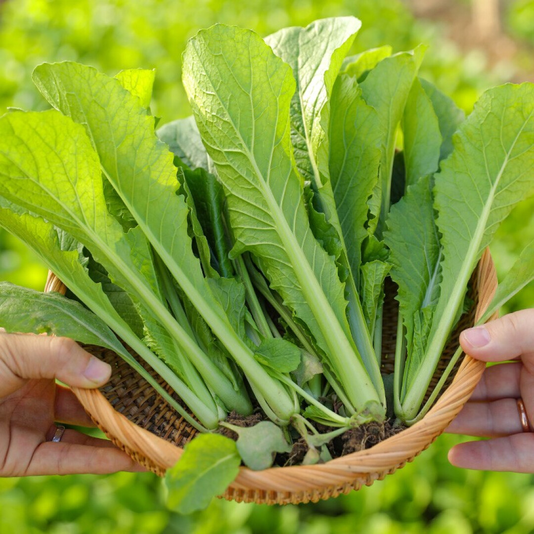 【生鲜预定】小白菜苗1kg