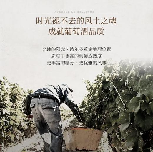 【国际奖项加身】奥瑞安天使干红葡萄酒 法国进口 14.5%vol 商品图5