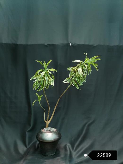 黑釉盆—金边百合竹 商品图0