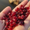 蔓越莓果干 大兴安岭的红宝石 轻轻松松实现蔓越莓干自由 为你的美 保驾护航 商品缩略图3