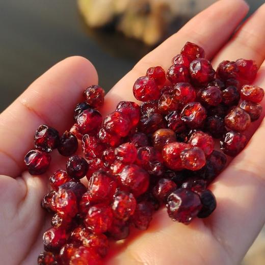 蔓越莓果干 大兴安岭的红宝石 轻轻松松实现蔓越莓干自由 为你的美 保驾护航 商品图3