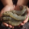 冷冻【顺丰包邮】海洋大虾2030超大新鲜速冻 商品缩略图2