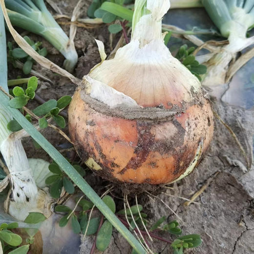 有机水果黄洋葱 商品图4