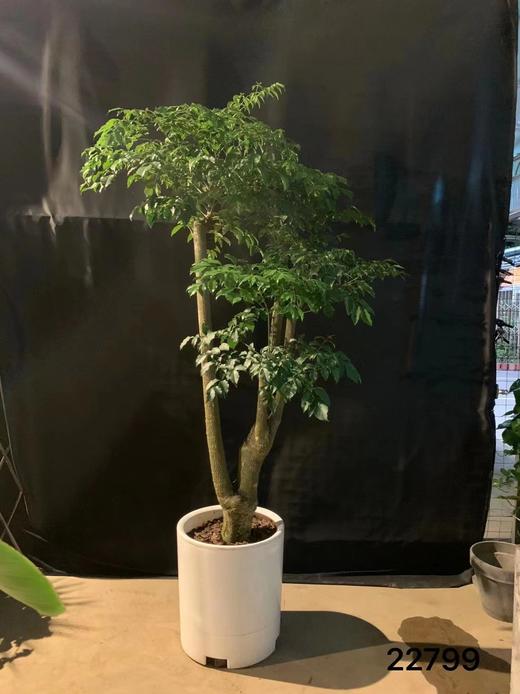 白大自吸盆—幸福树 商品图0