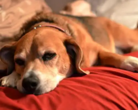 什么是狗狗糖尿病