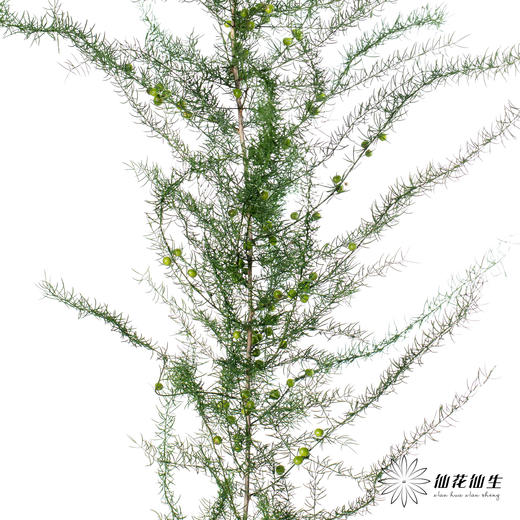 叶材 | 卢巡草 商品图2