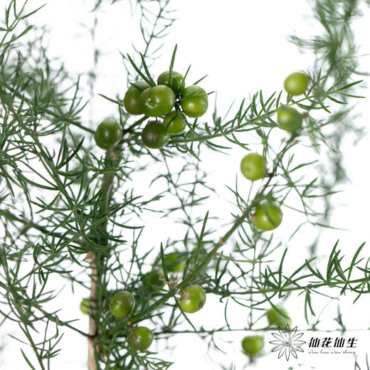 叶材 | 卢巡草 商品图0