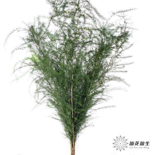 叶材 | 卢巡草 商品图3