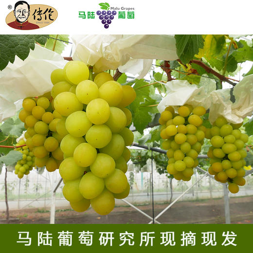玫瑰皇后5斤装 —传伦葡萄精品 商品图0