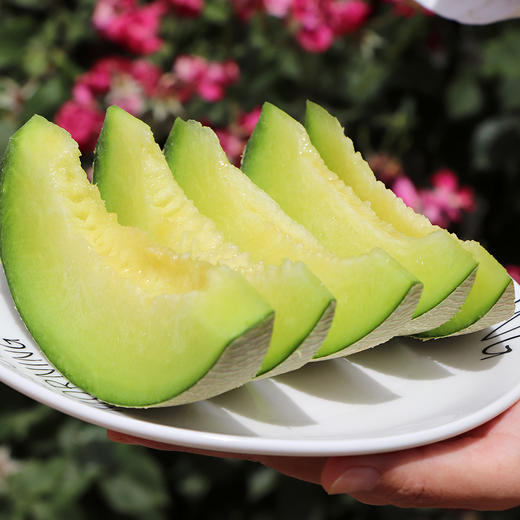 海阳网纹蜜瓜肉质细腻水润甜美软糯绵密