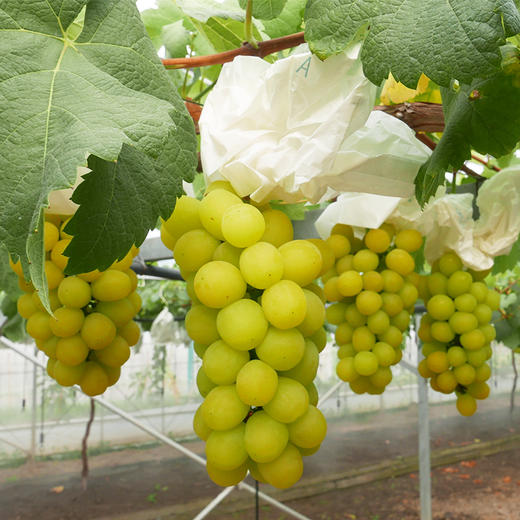 玫瑰皇后5斤装 —传伦葡萄精品 商品图1