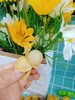 黄皮果一斤（拼团） 商品缩略图4