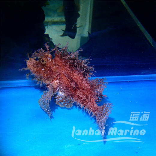草海龙王-红 商品图6