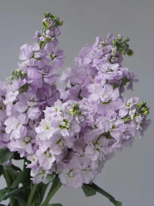 紫罗兰（5枝） 商品图0