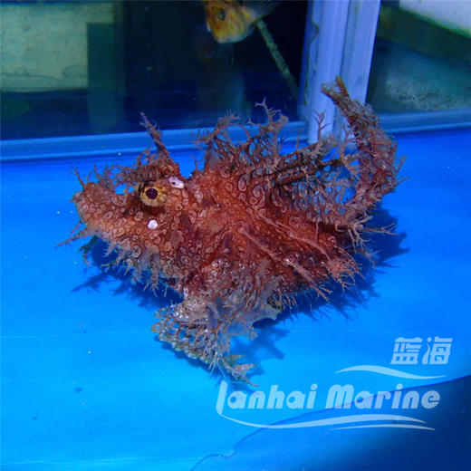 草海龙王-红 商品图7